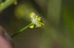 Low spearwort